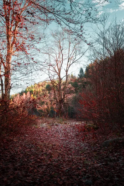 Herbstlandschaft Mit Abgefallenen Blättern Morgen — Stockfoto