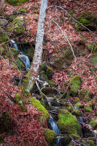 Podzimní Les Stromy Mechem Porostlými Skalami Poblíž Malého Potoka — Stock fotografie