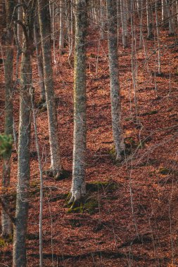 Baharın ilk saatlerinde sabah kayın ormanları.