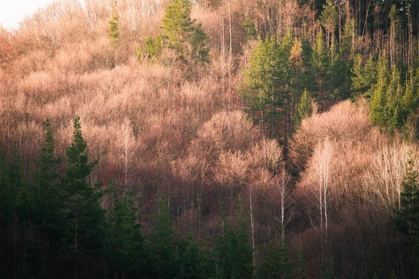 Krásné Ranní Krajina Fotografie Bukového Lesa Zasaženého Sluncem — Stock fotografie