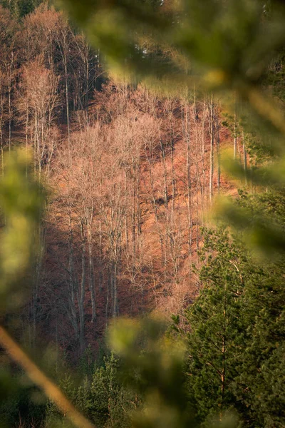 Kayın Ormanının Güzel Manzarası — Stok fotoğraf
