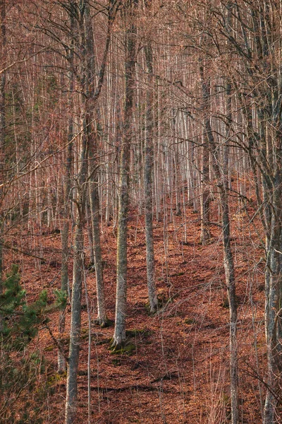 Bahar Mevsiminin Başlarında Çekilen Güzel Orman Sabahı — Stok fotoğraf
