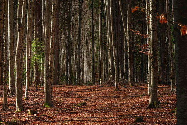 Лісовий Ландшафт Вранці Стокова Картинка
