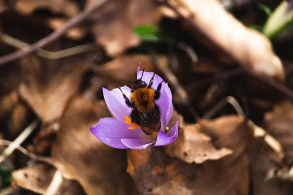 森林里的美丽花朵 上面有一只大黄蜂 — 图库照片