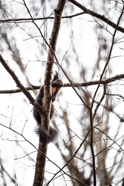 Ein Eichhörnchen Auf Dem Baum — Stockfoto