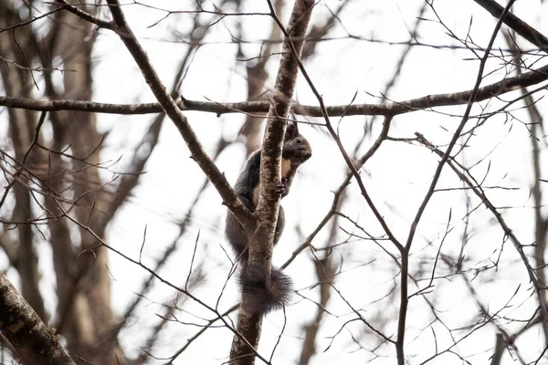 Wiewiórka Gałęziach Drzew — Zdjęcie stockowe
