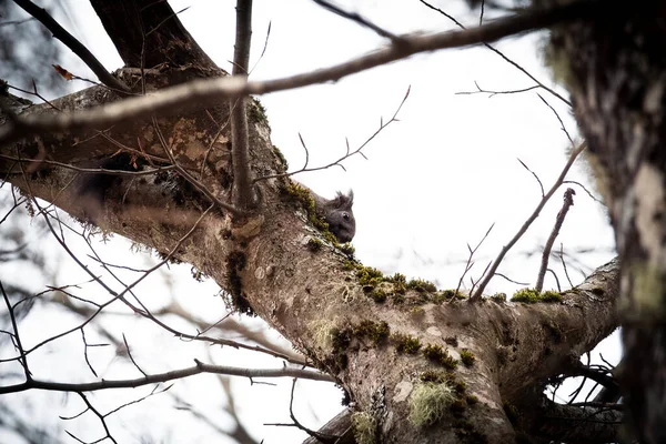 Ağaçtaki sincabı görebiliyor musun??