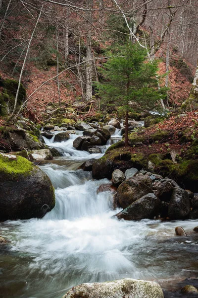 Krásná Horská Řeka Lese — Stock fotografie
