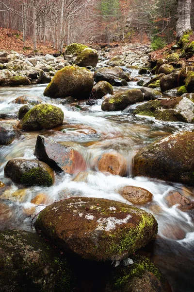 Voda Lesích Vystřelená Pomalé Okenice — Stock fotografie