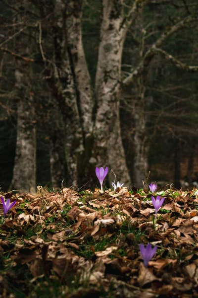 Beautiful purple crocus flowers in the forest