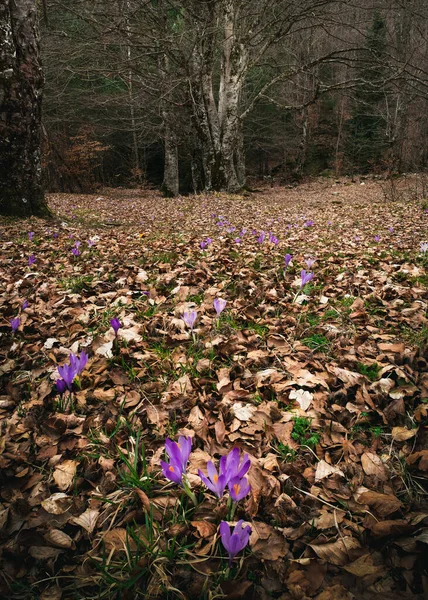 Όμορφα Ανοιξιάτικα Λουλούδια Στο Δάσος — Φωτογραφία Αρχείου
