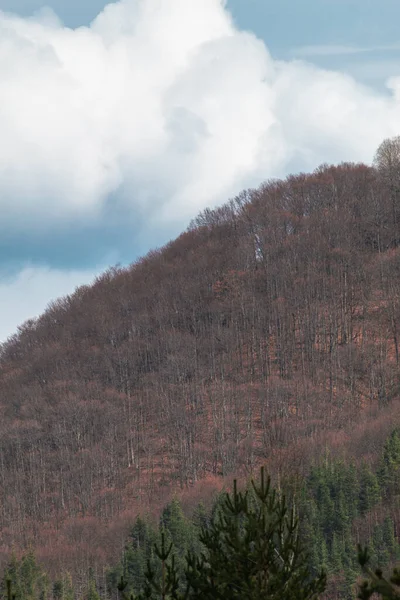 多云的天空下的山毛榉林 — 图库照片