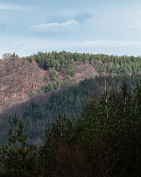Episk Soligt Landskap Skog Med Moln Himlen — Stockfoto