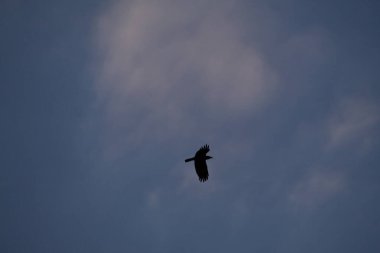 Gökyüzünde uçan bir kuş