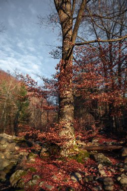 Ağaçlar ve ormanlarla dolu sonbahar manzarası