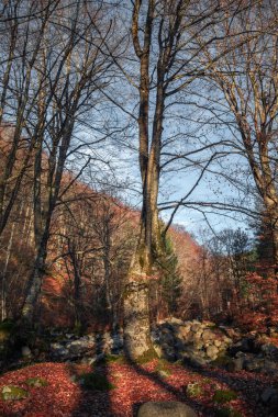 Ağaçlar ve yapraklarla dolu güzel sonbahar manzarası