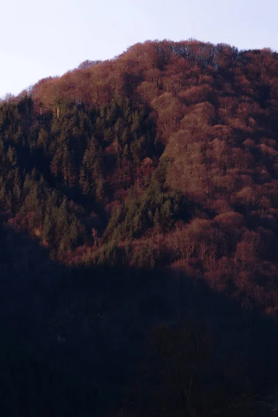 Ağacı ve ormanı olan güzel bir manzara.