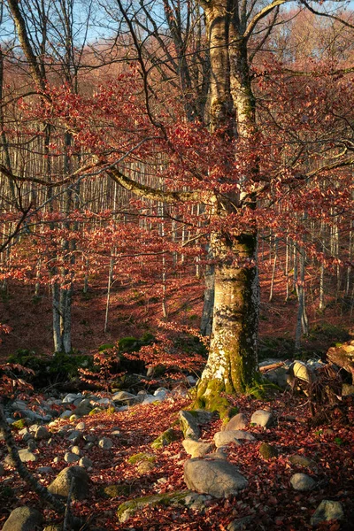 Ağaçlar ve yapraklarla dolu sonbahar manzarası