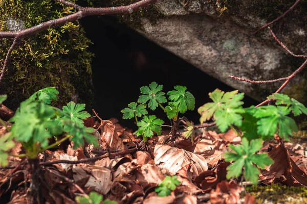 Des Plantes Vertes Vibrantes Sortent Trou Dans Les Roches — Photo