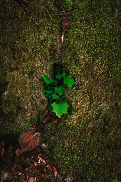 Green Moss Ground Leaves Foliage — Stock Photo, Image