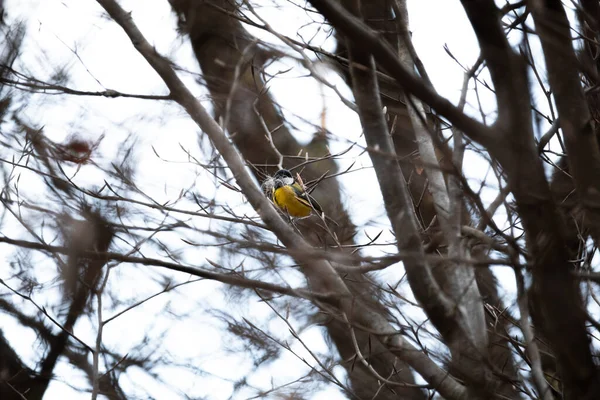 Mały Żółty Ptak Stojący Gałęziach Drzew Lesie — Zdjęcie stockowe
