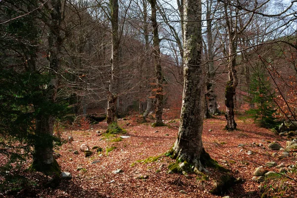 Beaux Vieux Hêtres Dans Une Grande Forêt — Photo
