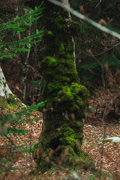 Starý Buk Mechovitý Strom Lese — Stock fotografie