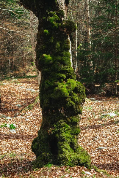 Velha Faia Árvore Musgosa Floresta — Fotografia de Stock