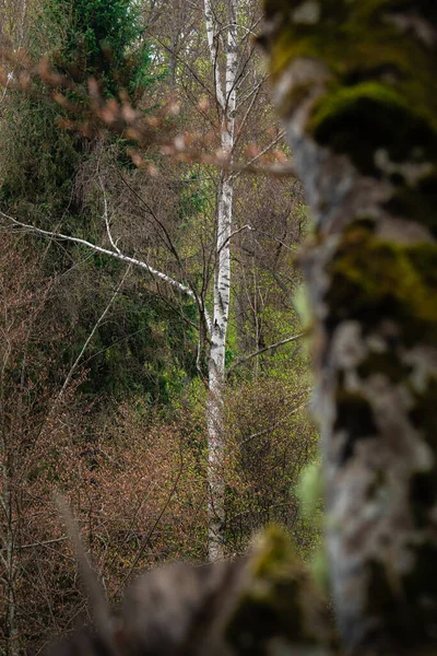 Arka planda güzel huş ağacı.