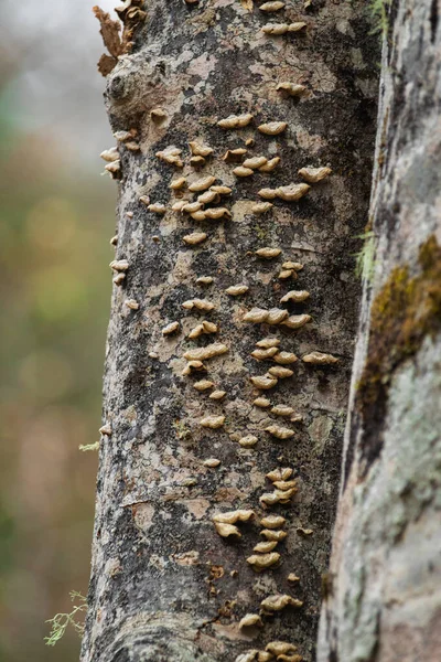 Small Mushrooms Tree — Stock Photo, Image