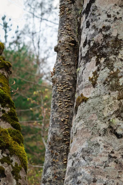 Kayın Ağacında Küçük Mantarlar — Stok fotoğraf