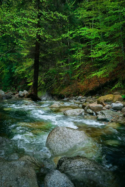 Krásný Nízký Úhel Pohledu Řeku Skály Popředí Lesa — Stock fotografie