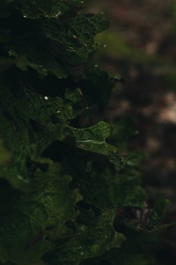 Üzerinde yağmur damlaları olan bir ağaçta yetişen güzel ve garip bir bitki..