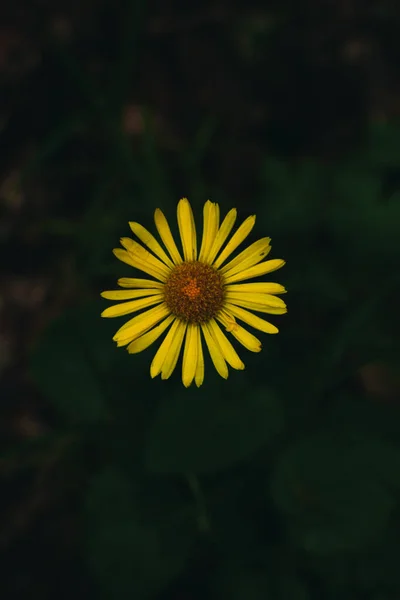 Красивый Цветок Одуванчика Лесу — стоковое фото