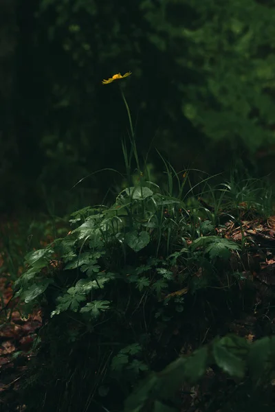 Belle Fleur Pissenlit Dans Forêt — Photo