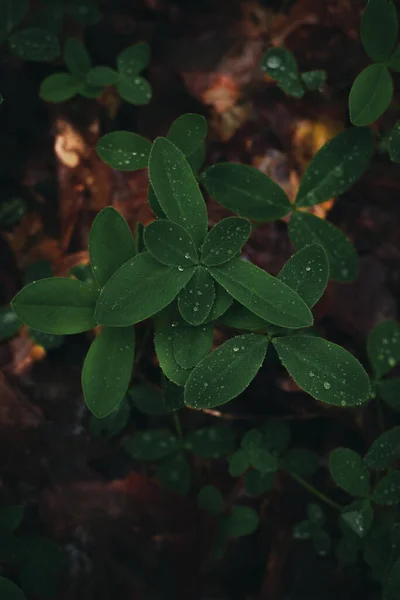 Rain Drops Leaf Clover Plant — Stock Photo, Image