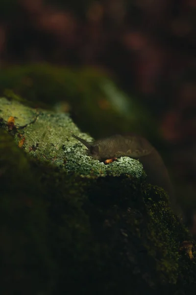 Small Slug Mossy Stone — Stock Photo, Image