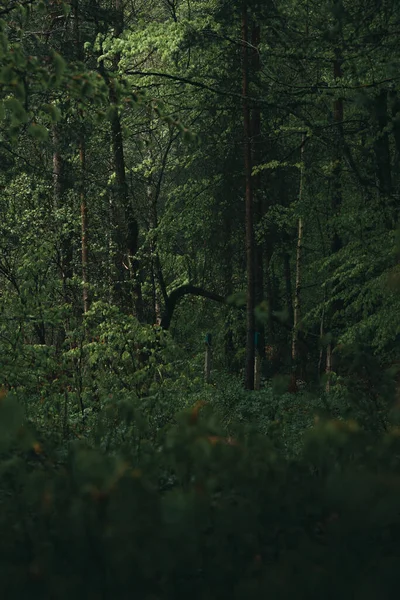 Темном Каменистом Лесу — стоковое фото