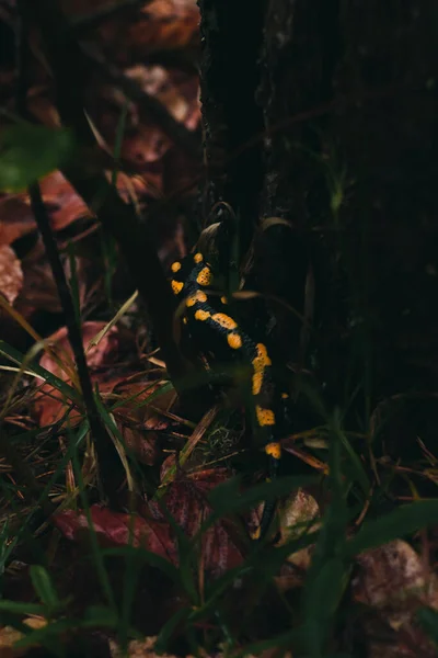 Vacker Eld Salamander Krypa Marken — Stockfoto