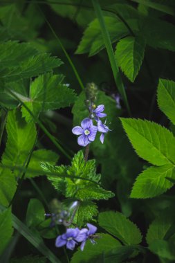 Güzel mavi çiçekleri olan canlı yeşil bitkilere yakın..