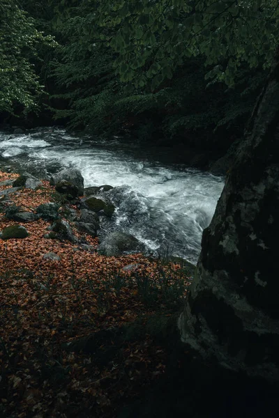 Velký Koryto Řeky Lese — Stock fotografie