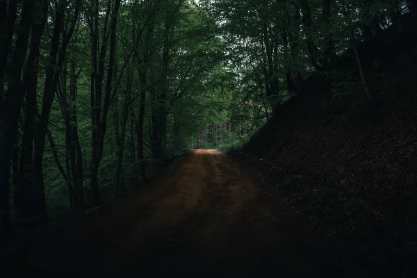 stock image Dark and moody road in the forest.