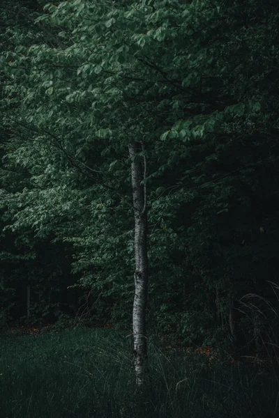 Cenário Escuro Floresta Com Luz Atingindo Folhas Das Árvores — Fotografia de Stock