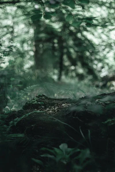 Kmen Mrtvého Stromu Náladovém Tmavém Lese — Stock fotografie