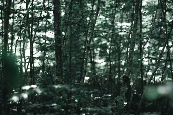 Плотность Буковых Лесов Молодыми Деревьями — стоковое фото