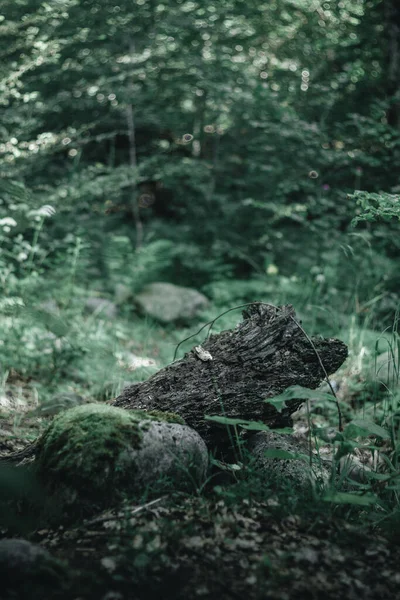 Tronco Albero Caduto Nel Mezzo Una Foresta Faggi — Foto Stock