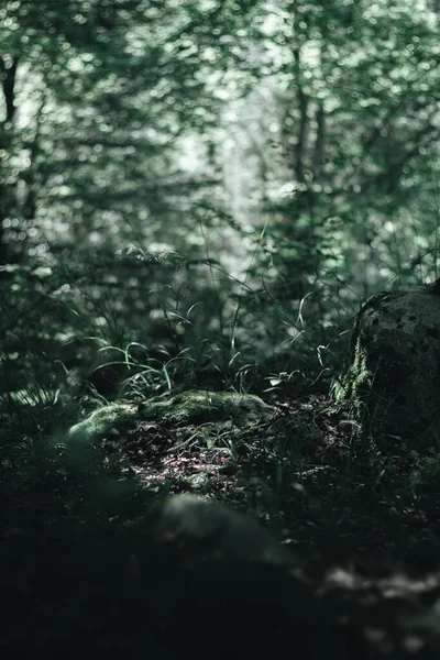 Kayın ormanında sabah karamsarlığı..