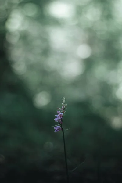 Фіолетова Лісова Дика Квітка Примхливим Фоном Шпалер Ліцензійні Стокові Фото