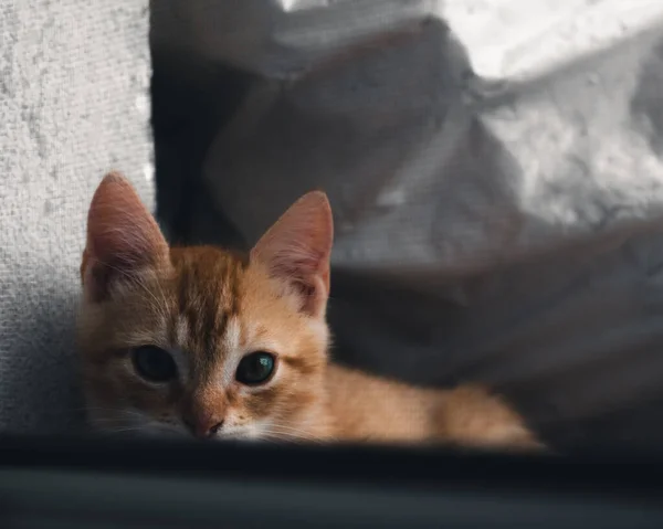 Cute Orange Kitten Lying Hiding Door Frame — Stock fotografie