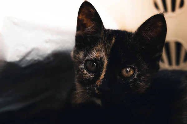 Beautiful Little Cute Baby Kitten Half Face Black Other Half — Stock Photo, Image